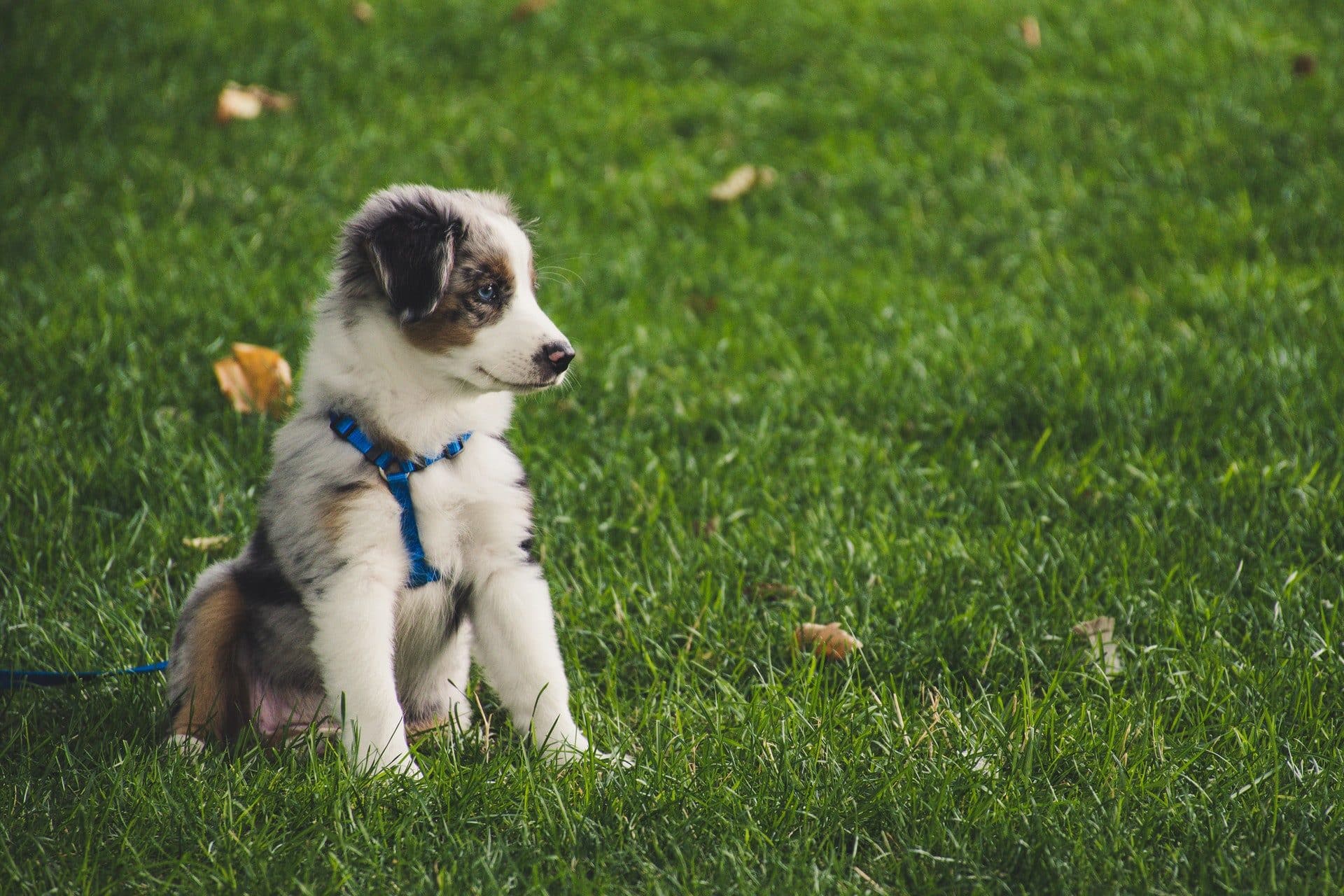 de wereld van een pup