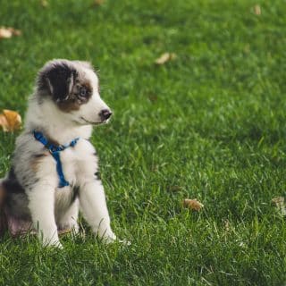 de wereld van een pup