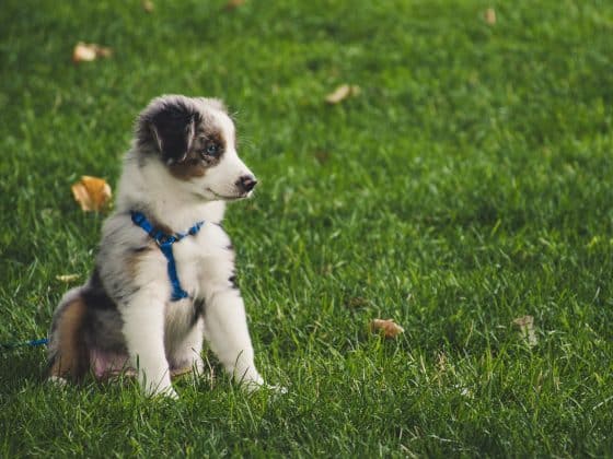 de wereld van een pup