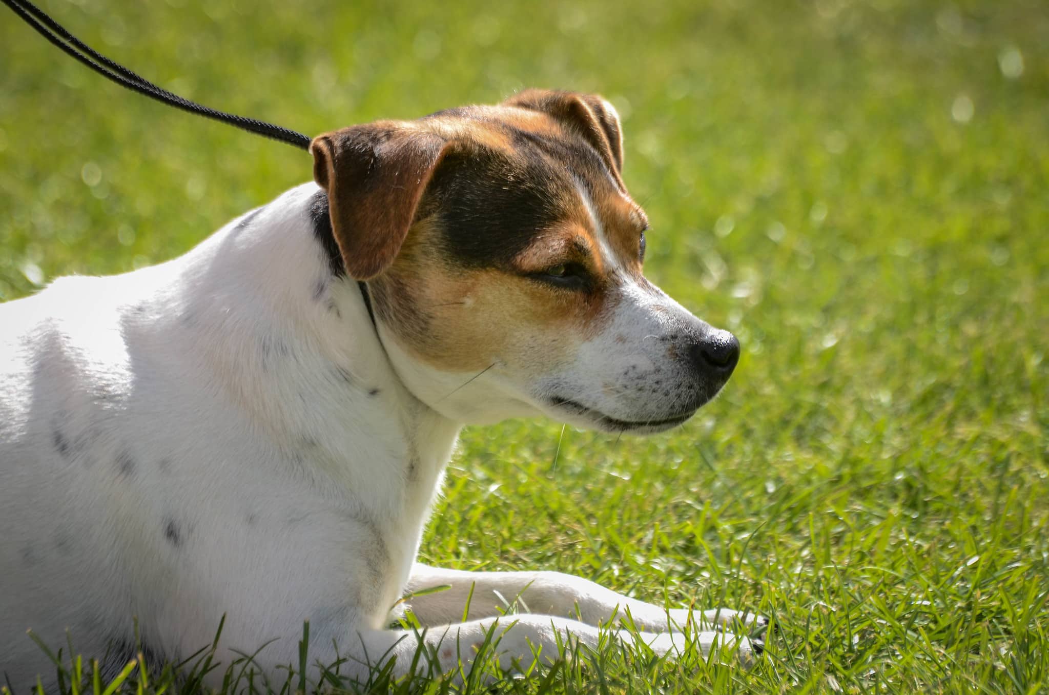 Deens-Zweedse Boerderijhond