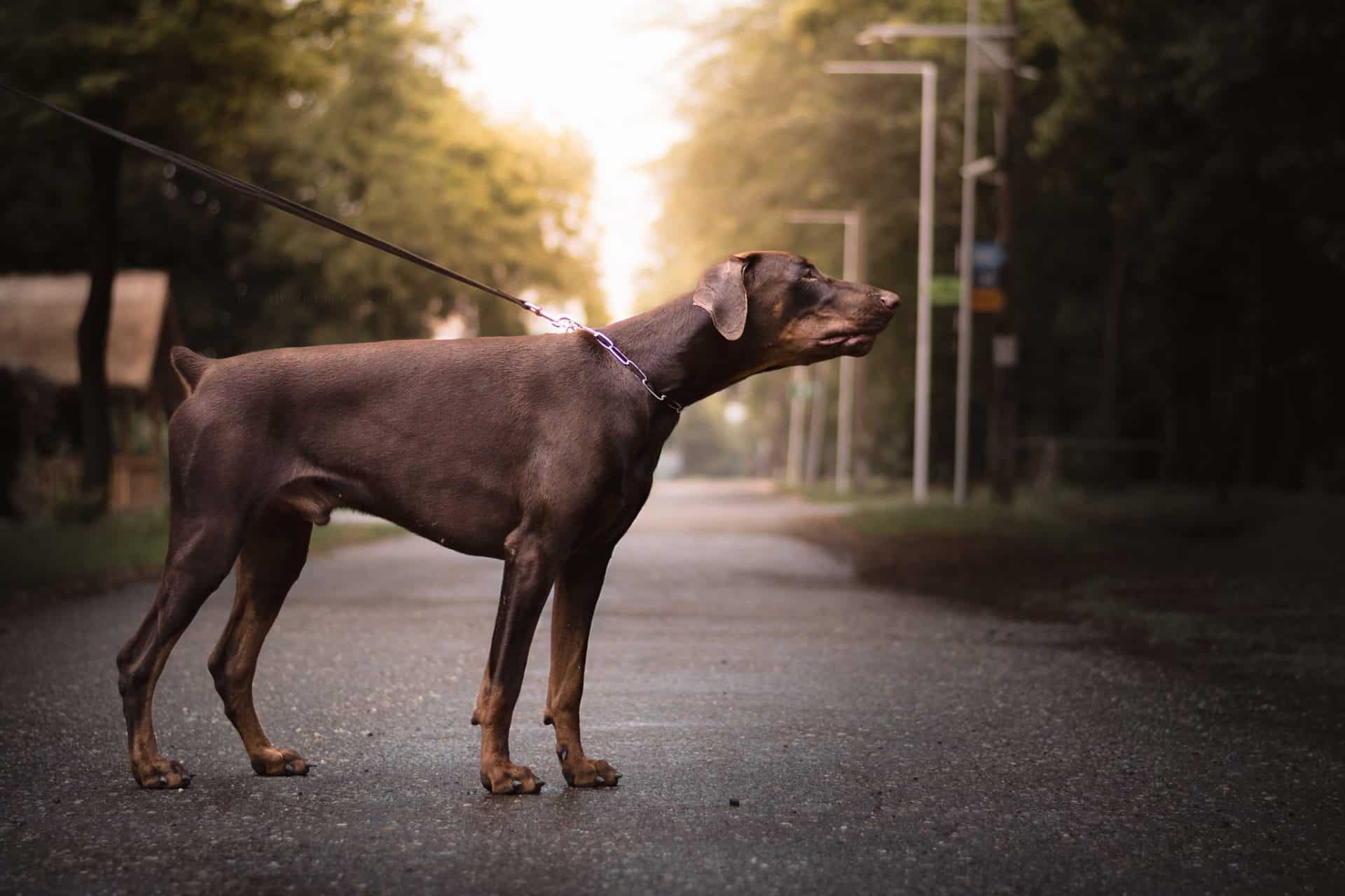 doberman pinscher hondenras