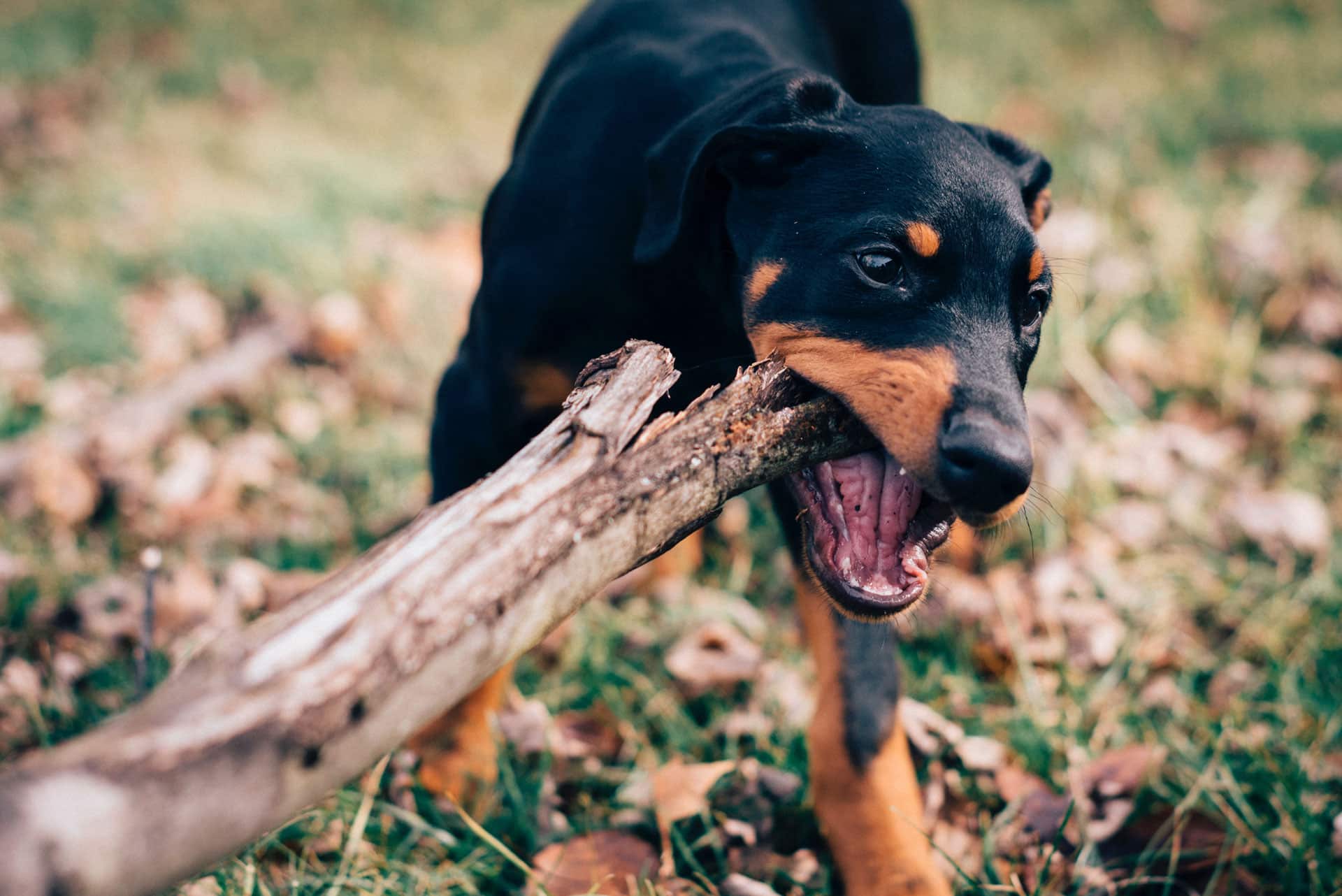 doberman pinscher