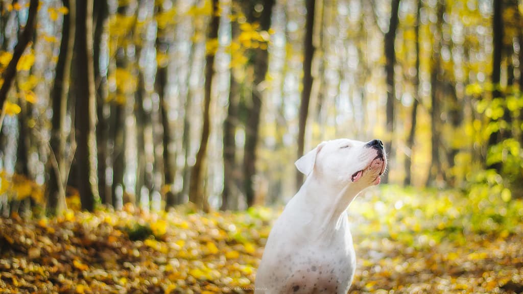 dogo argentino hond