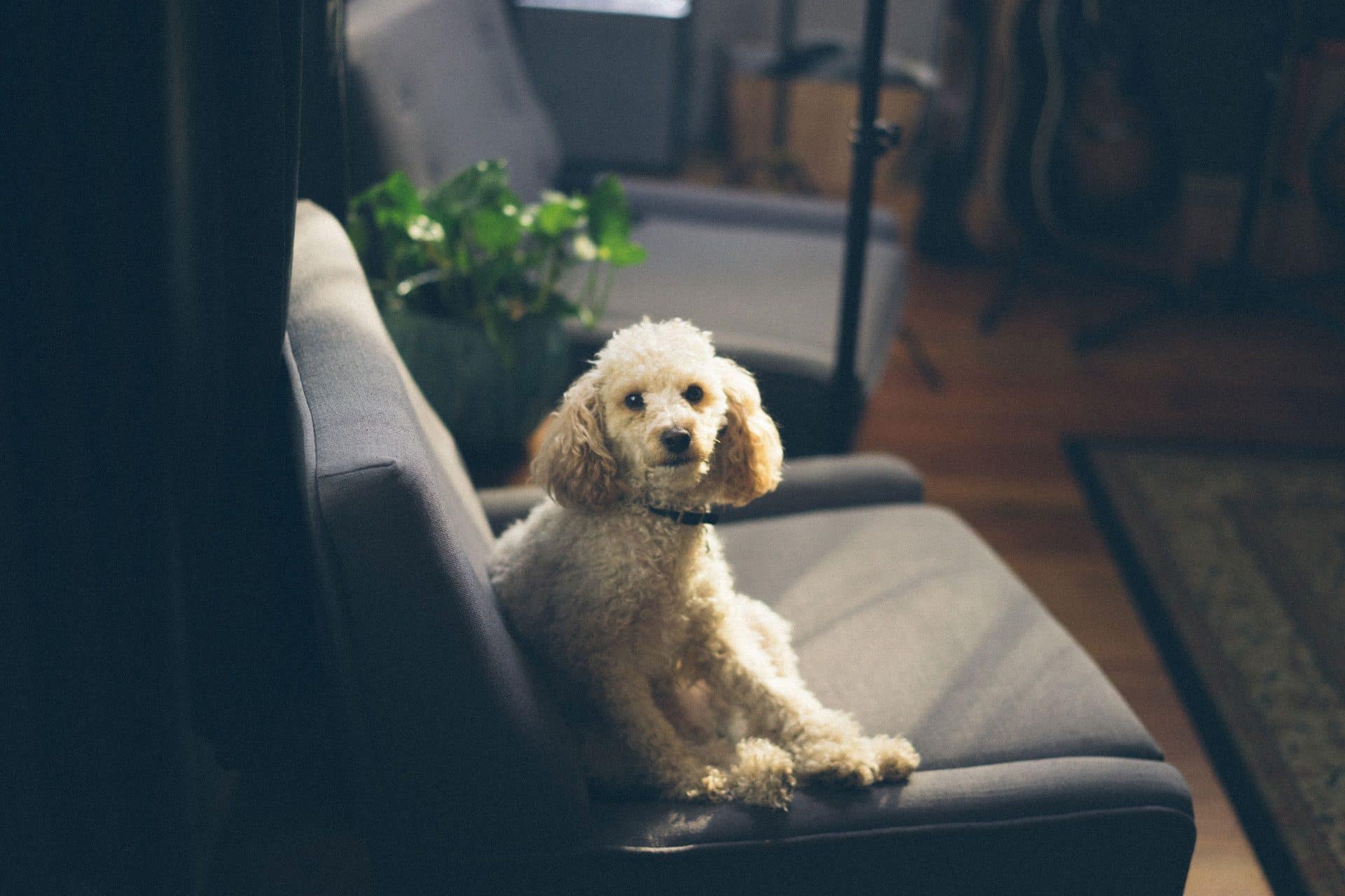 een hond verliezen