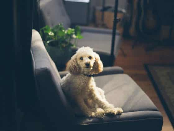 een hond verliezen