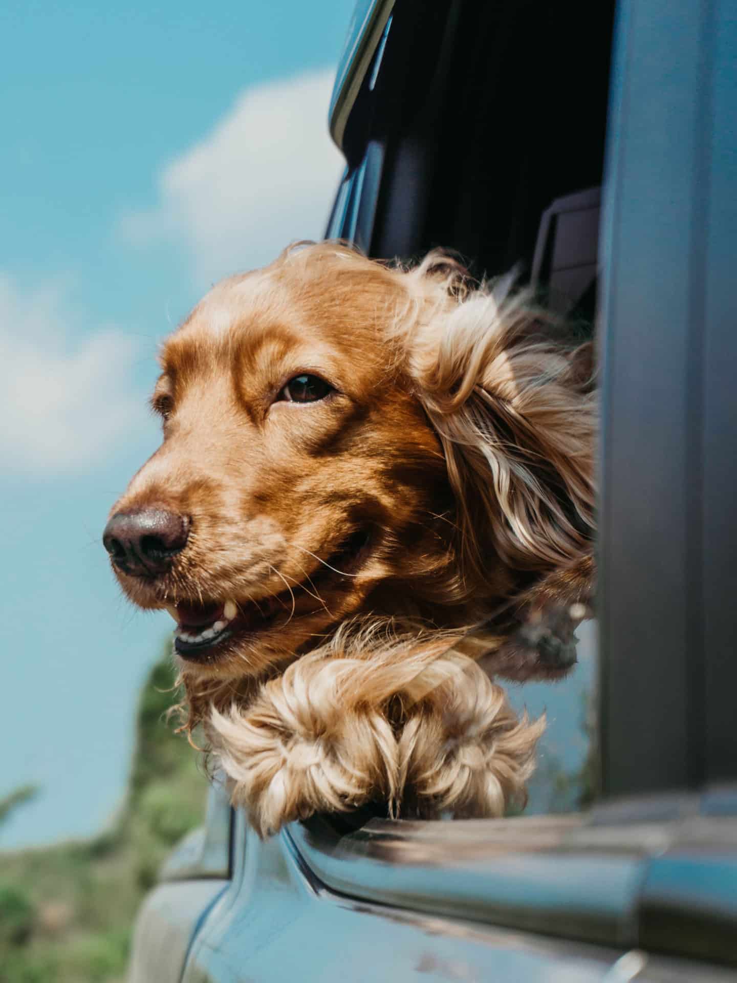 engelse cocker spaniel