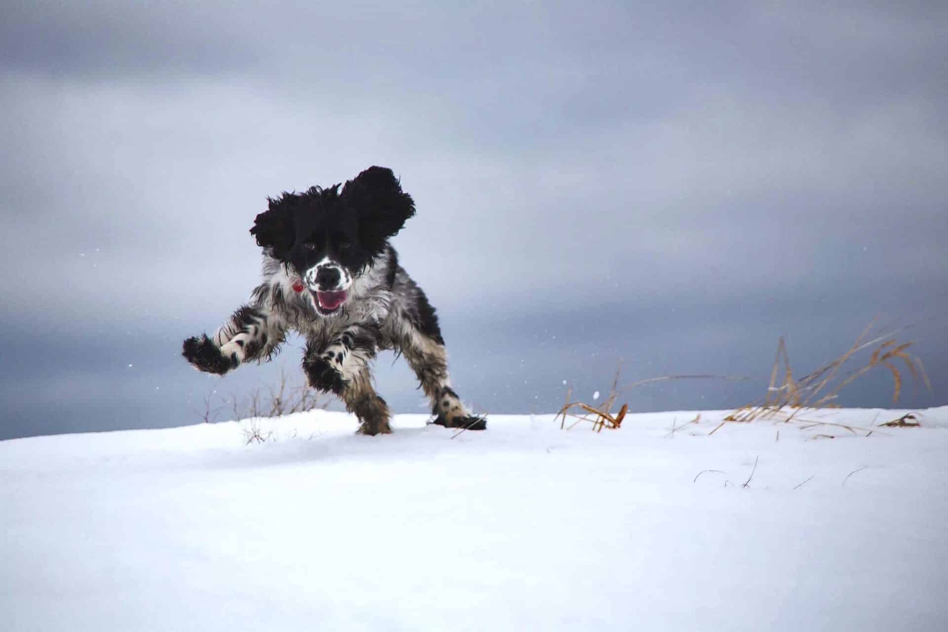 engelse cocker spaniel