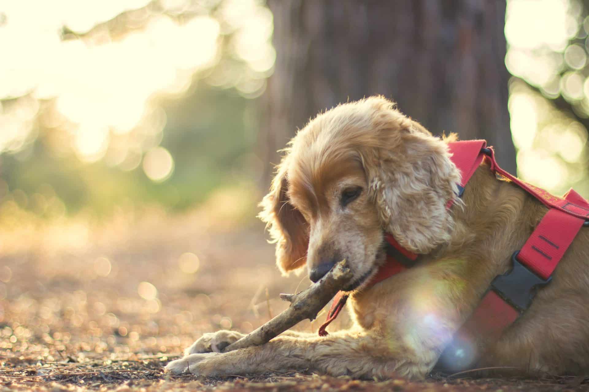engelse cocker spaniel hondenras
