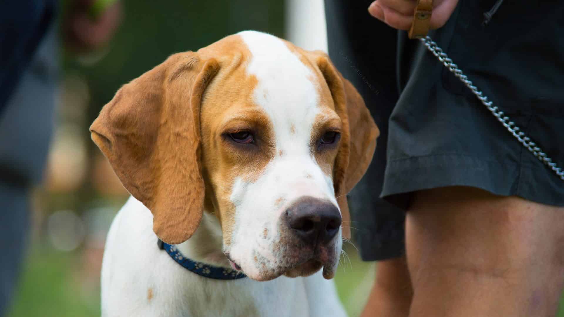 engelse foxhound hondenras
