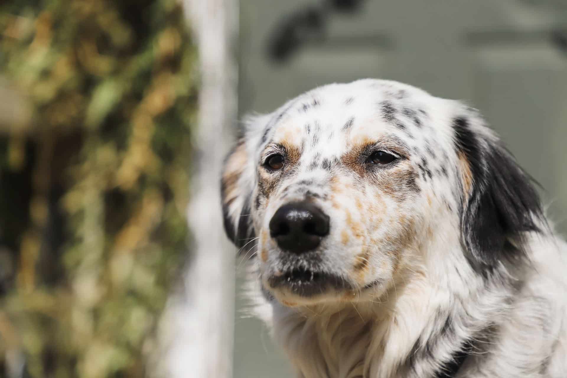 Engelse Setter - Hondenrassen Wijzer ️