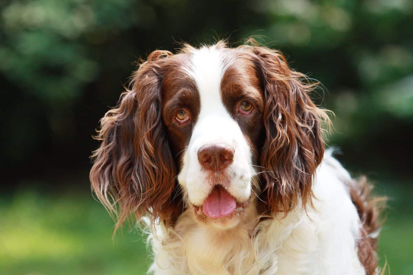 Engelse Springer Spaniel Hondenrassen Wijzer ️