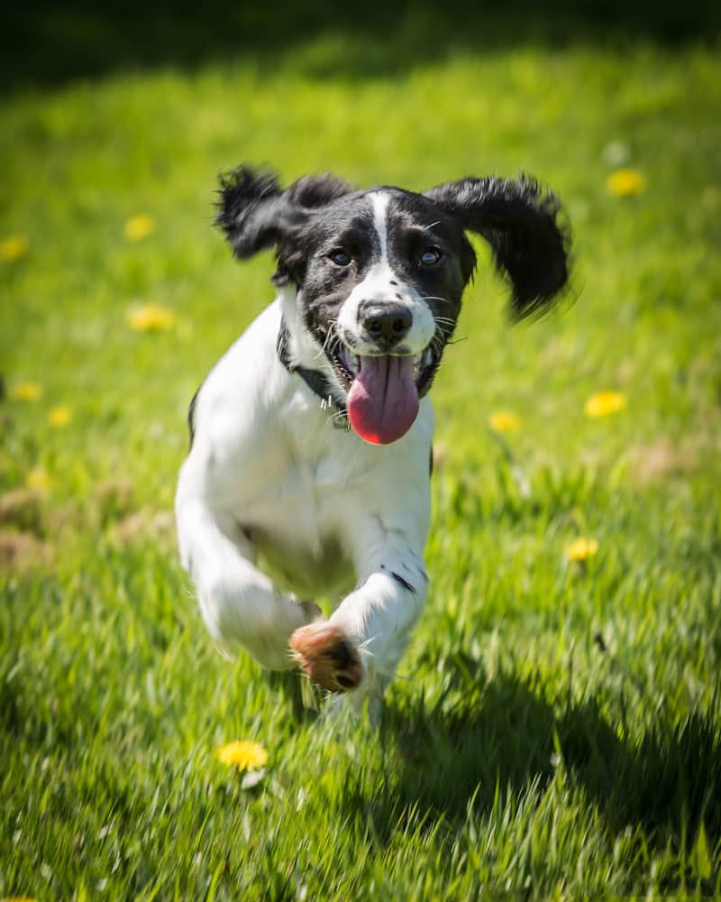 engelse springer spaniel