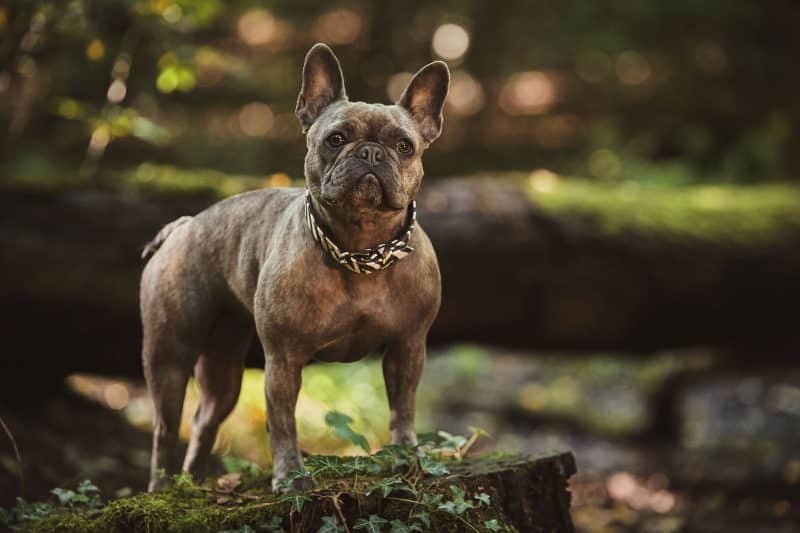 franse bulldog