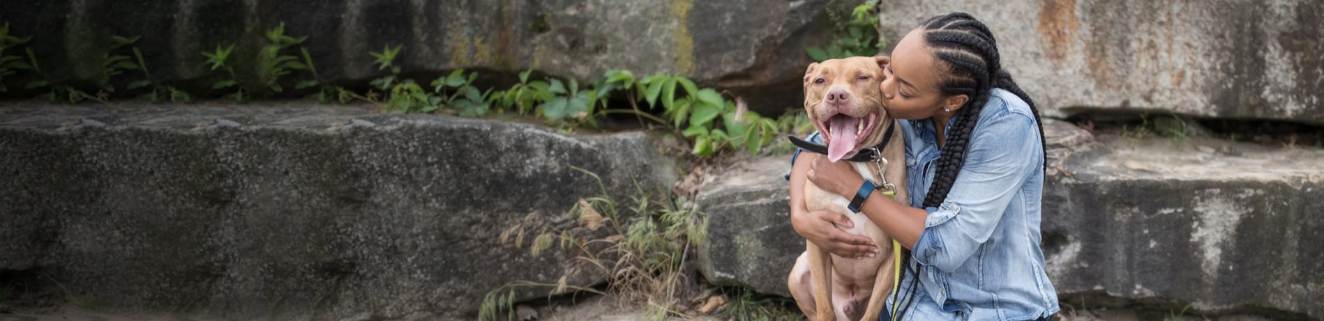 goedkope hondenverzekering