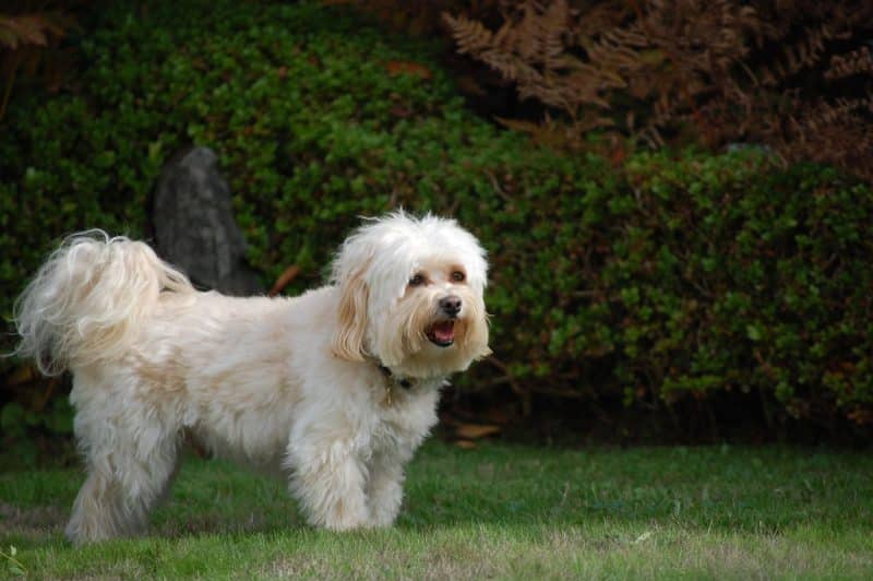 havanezer hond