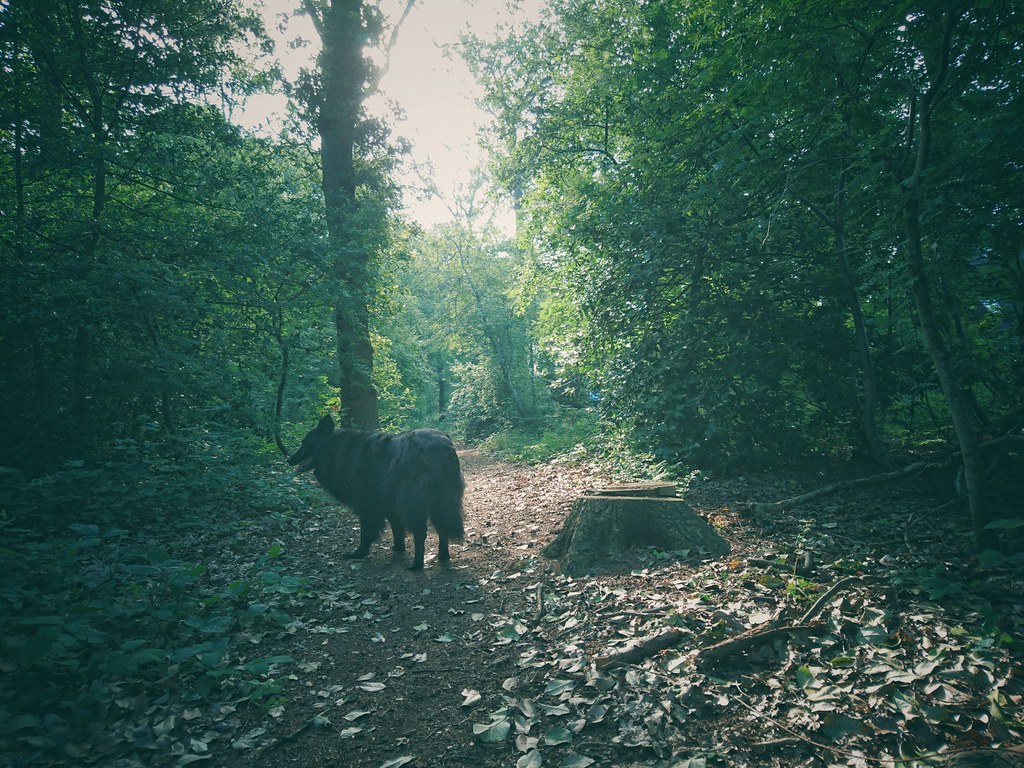 hollandse herder