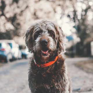 kennelhoest behandeling symptomen