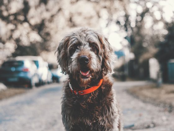 kennelhoest behandeling symptomen