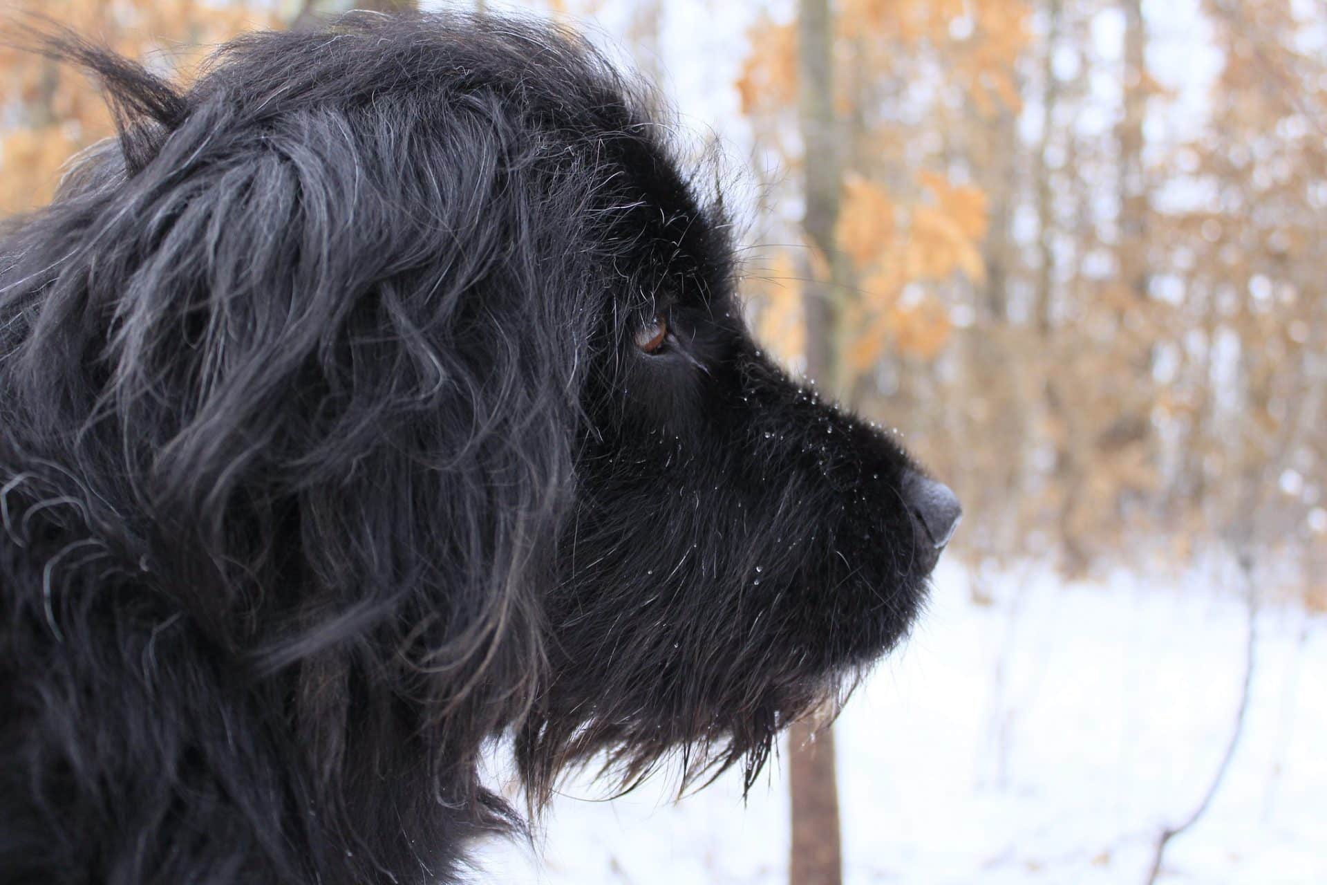 kroatische herdershond hondenras