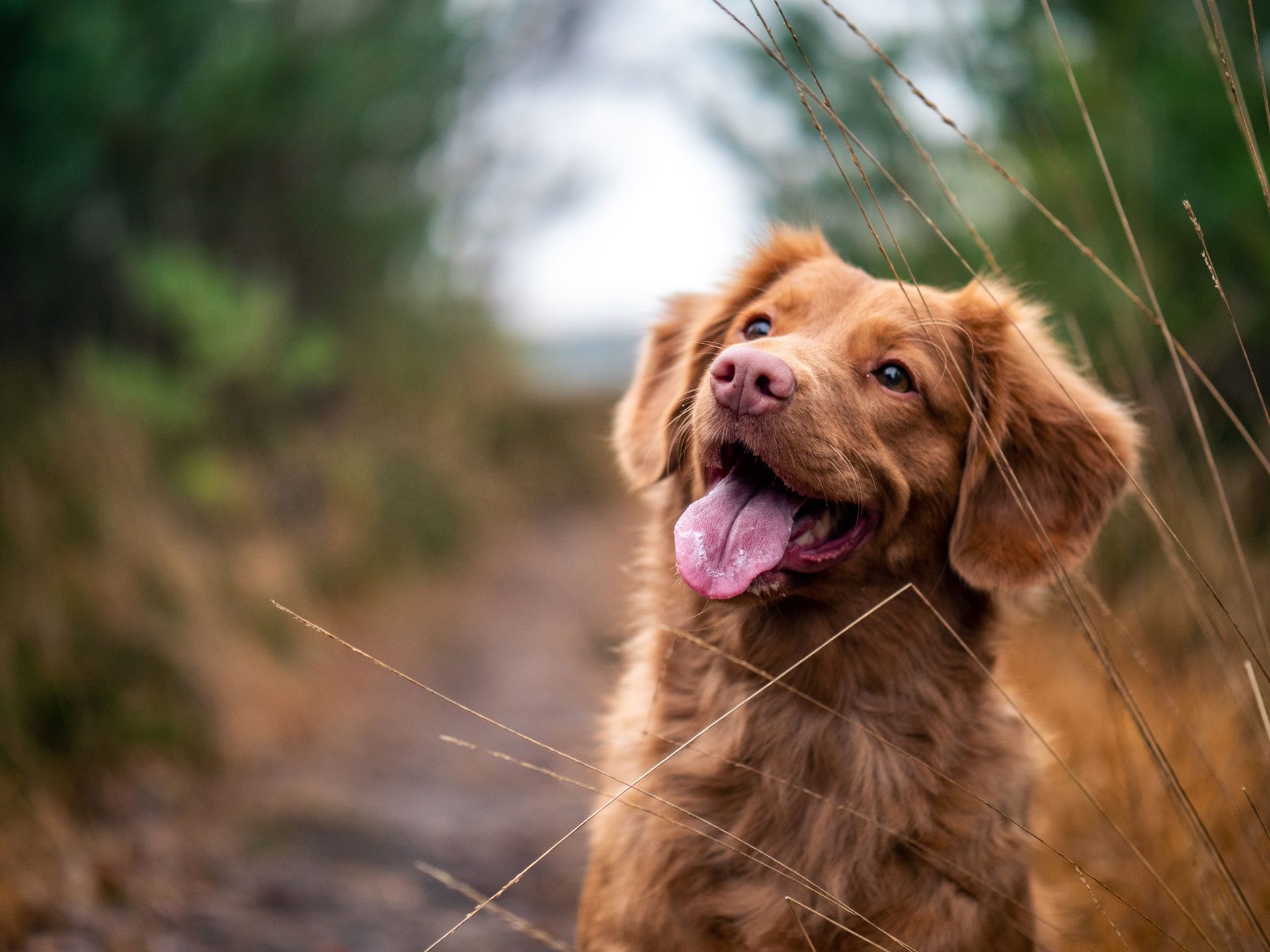 nova scotia duck tolling retriever
