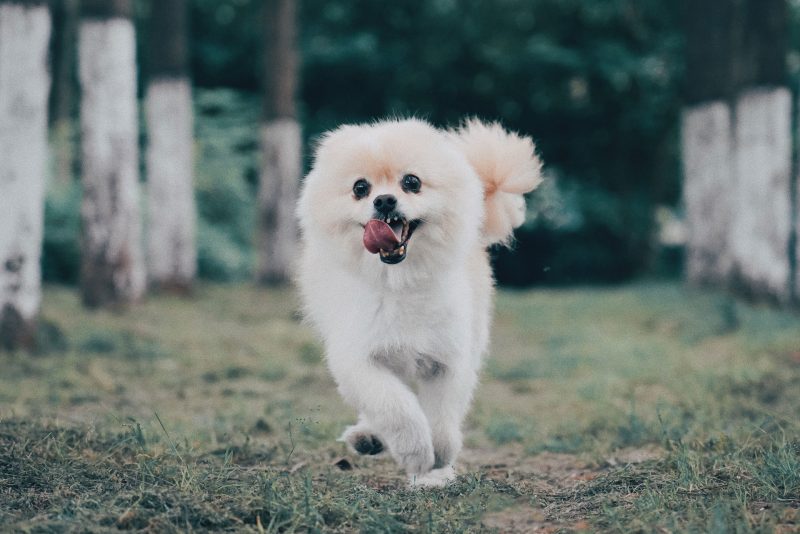 Pomeranian hond