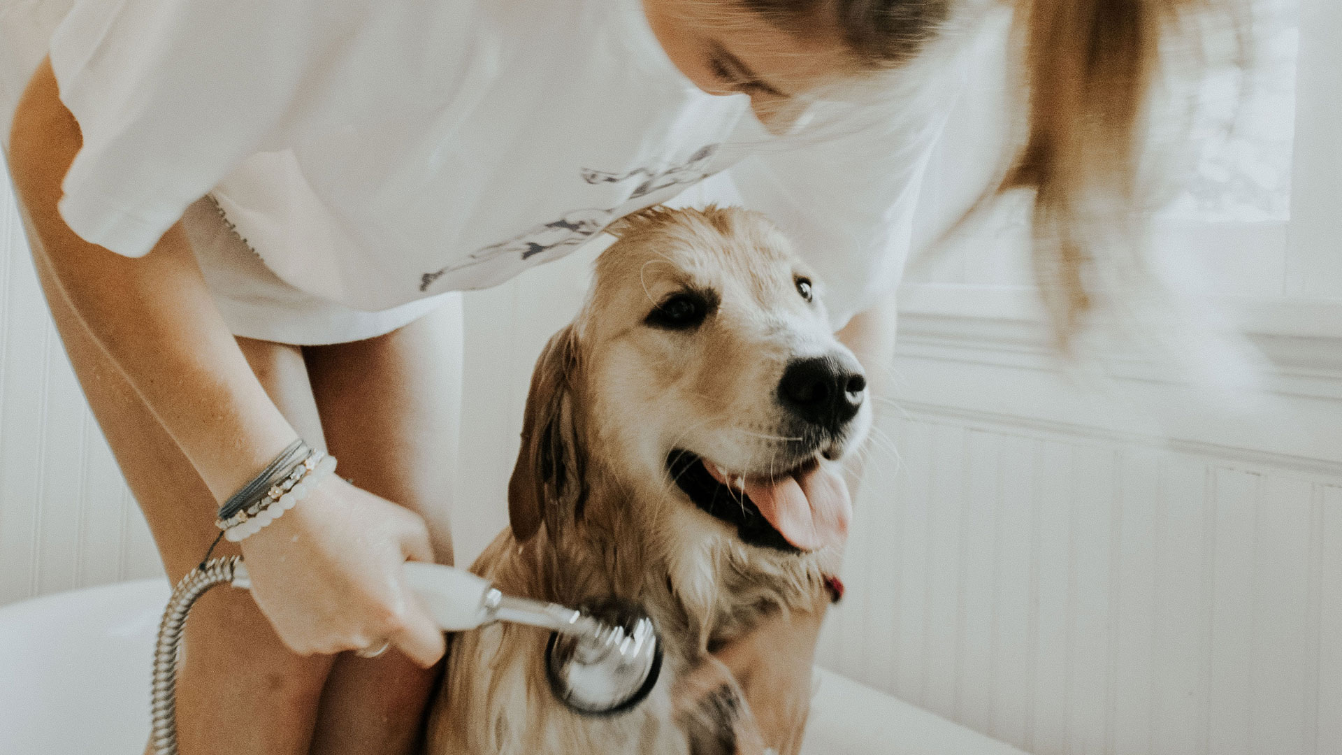 Schurft bij honden Wat u moet weten Hondenrassen Wijzer ️