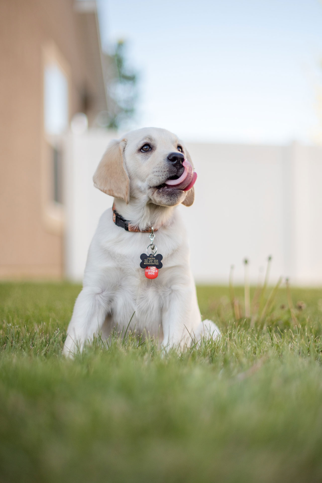 Tot ziens weten Verminderen Wanneer stopt mijn puppy met groeien? - Hondenrassen Wijzer ✔️