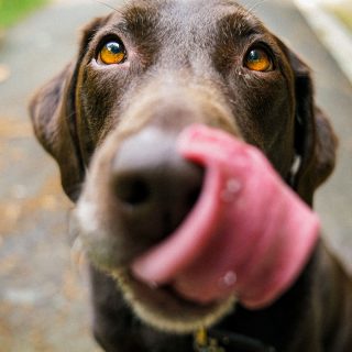 wat mag een hond wel eten