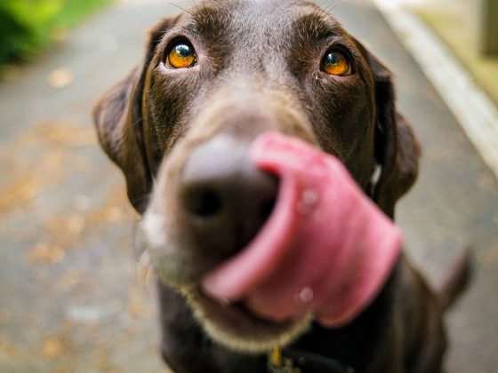 wat mag een hond wel eten