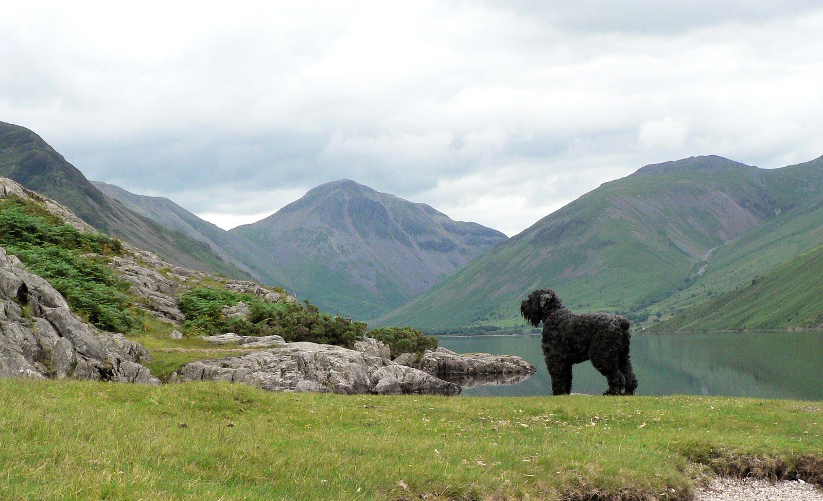 zwarte russische terrier