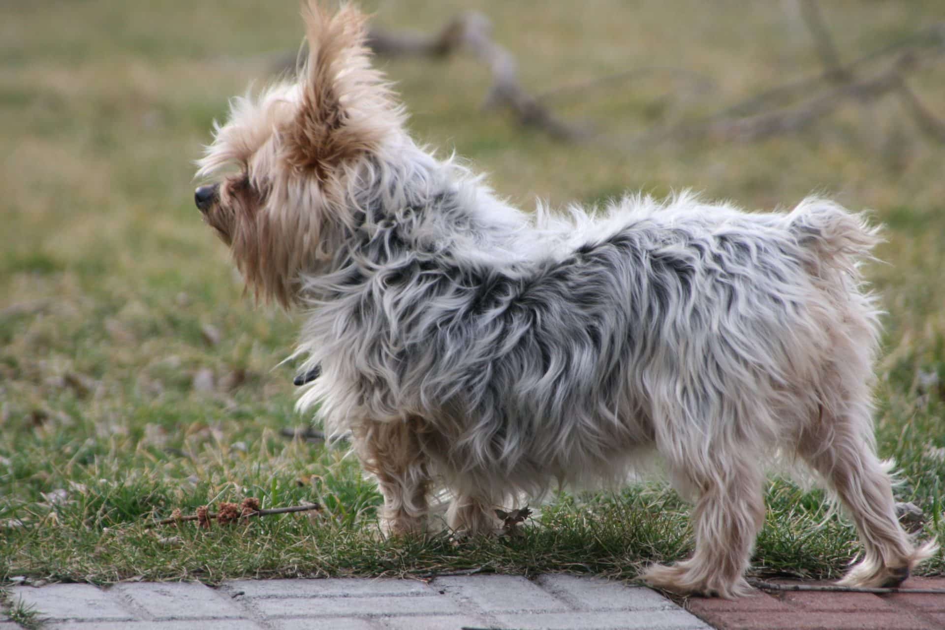 Australische Silky Terrier