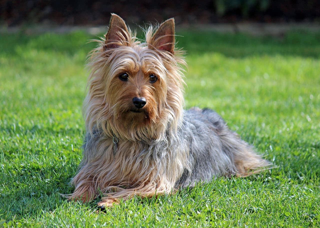 Australische Silky Terrier hond