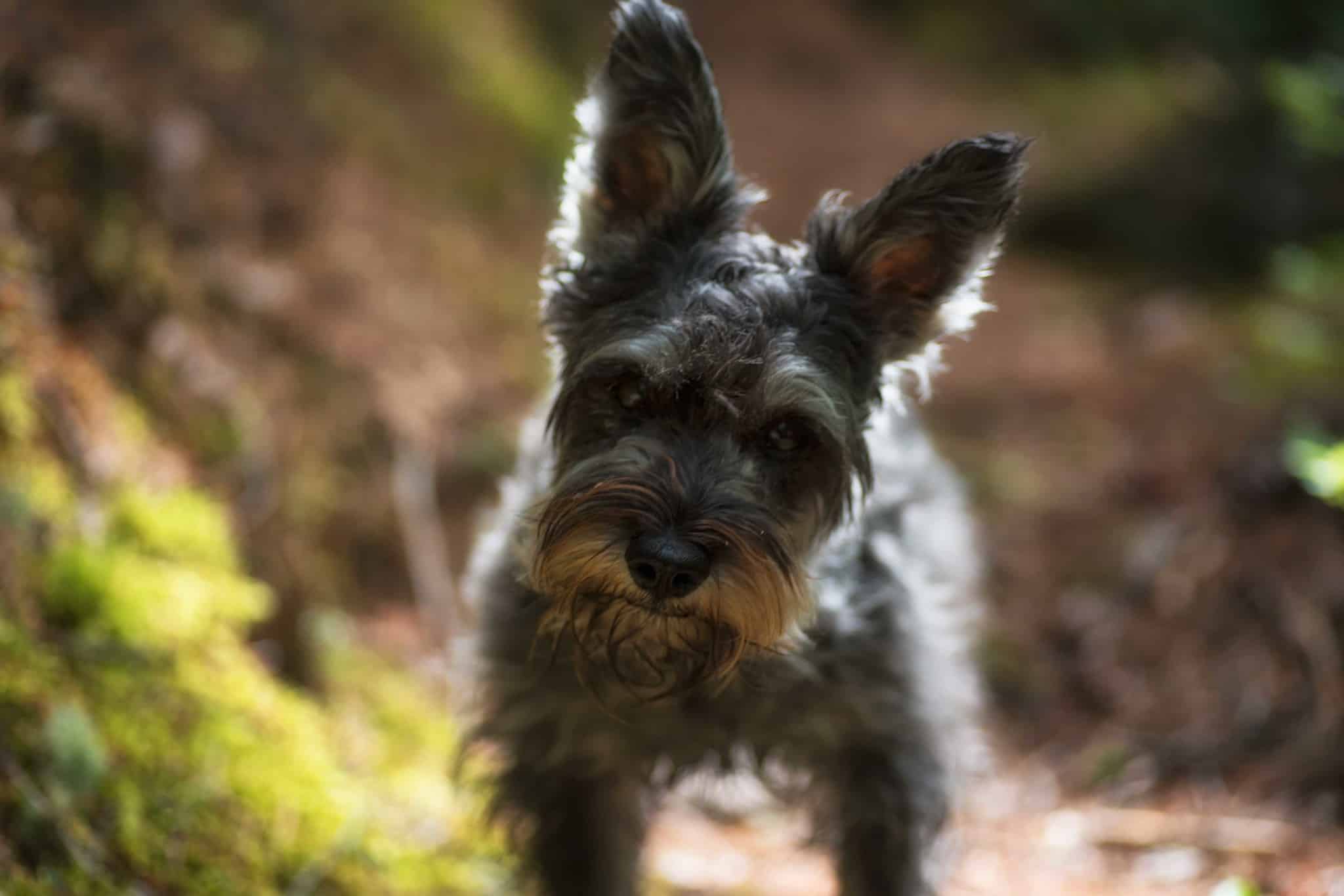 Dwergschnauzer