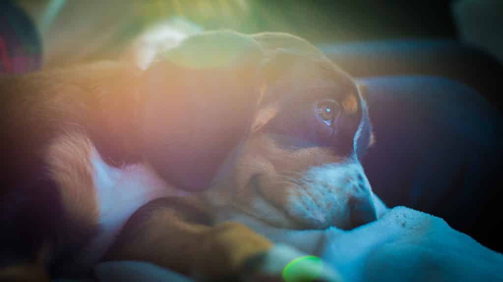 Entlebucher hond