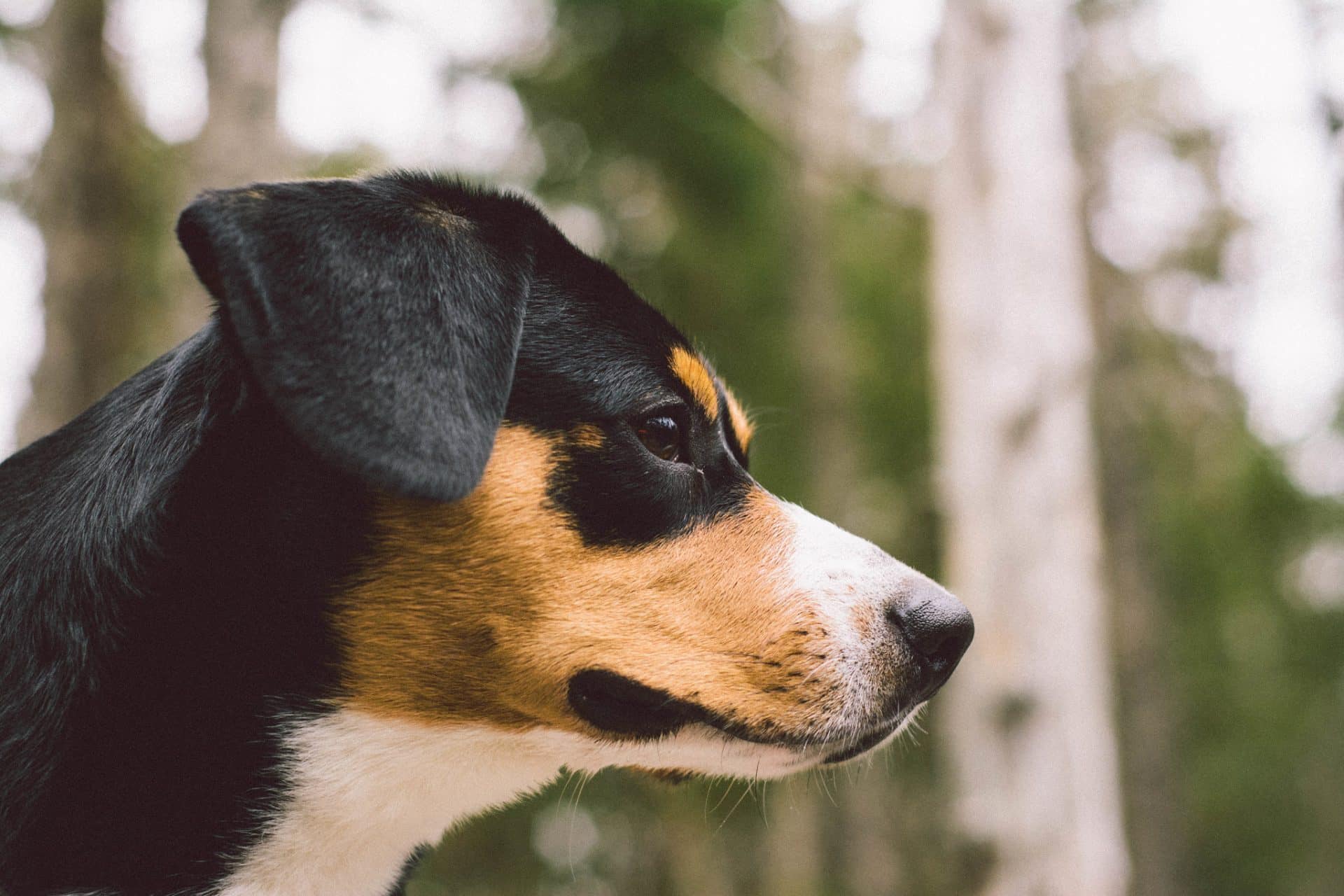 Entlebucher hondenras