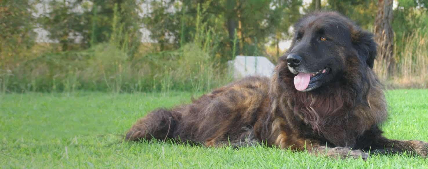 estrela sennenhond hondenras