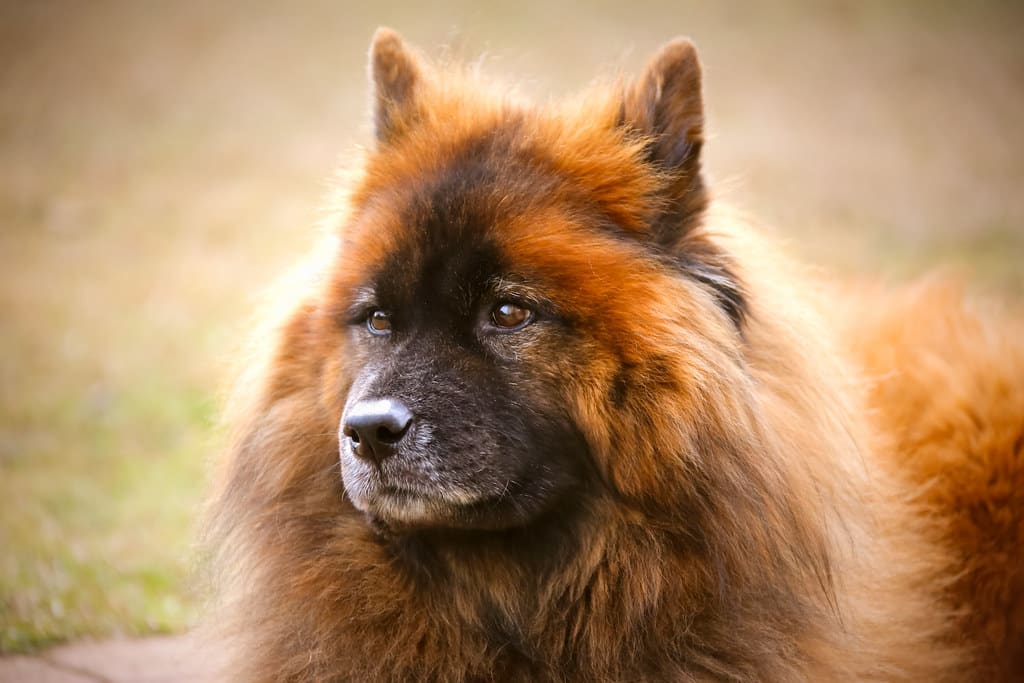 eurasier hond