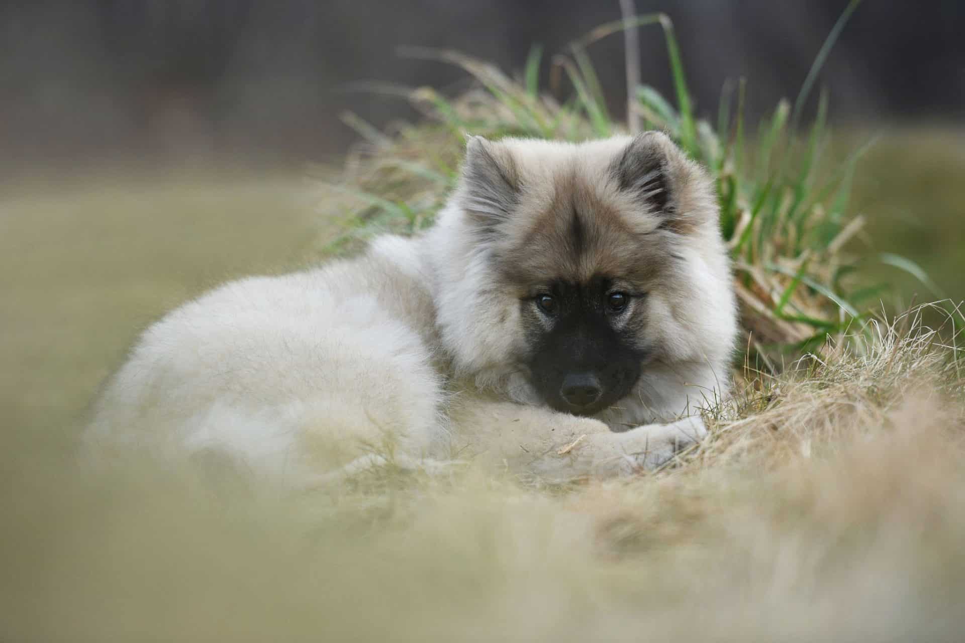 Eurasier hondenras