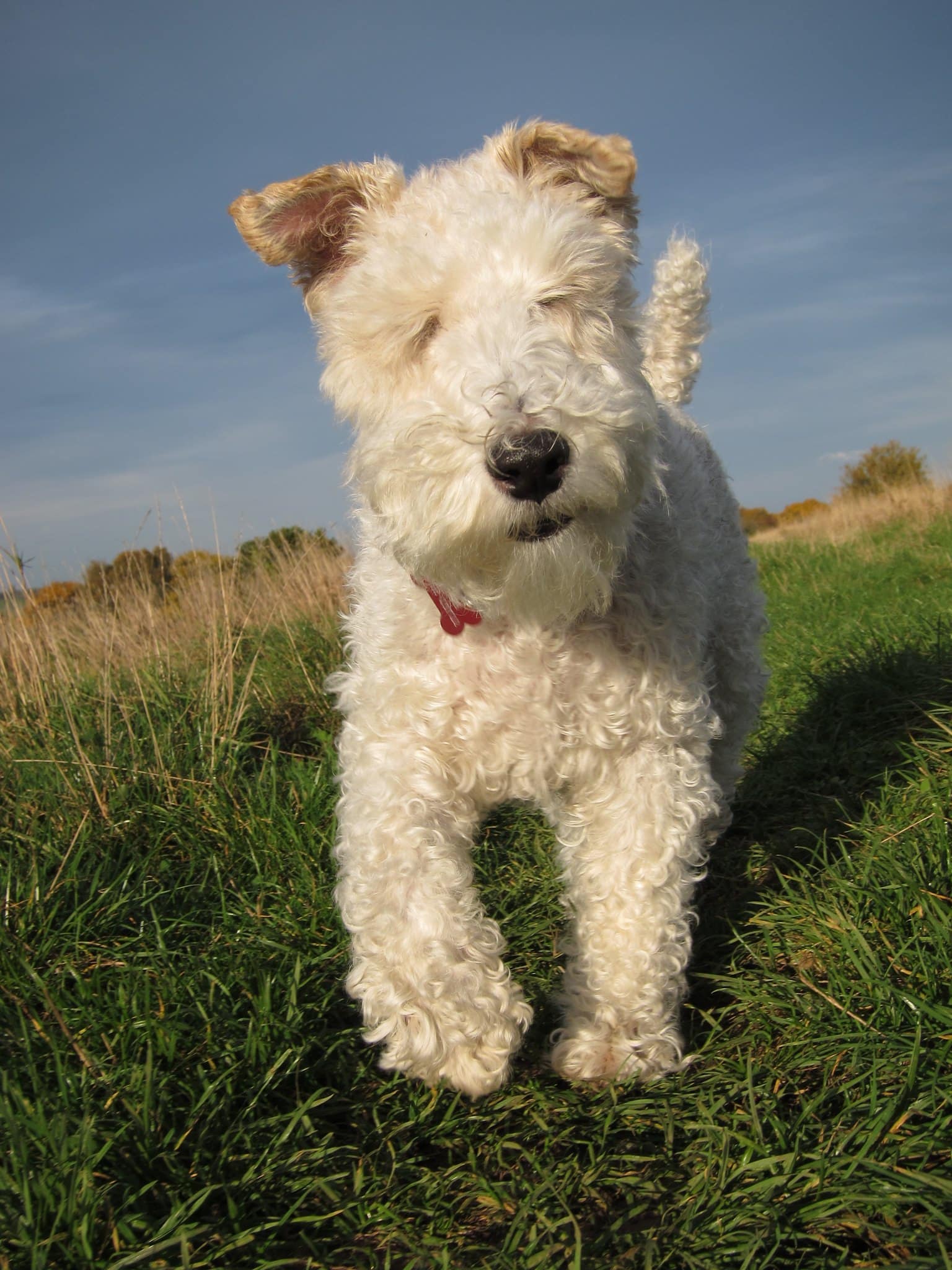 Foxterrier Draadhaar hond