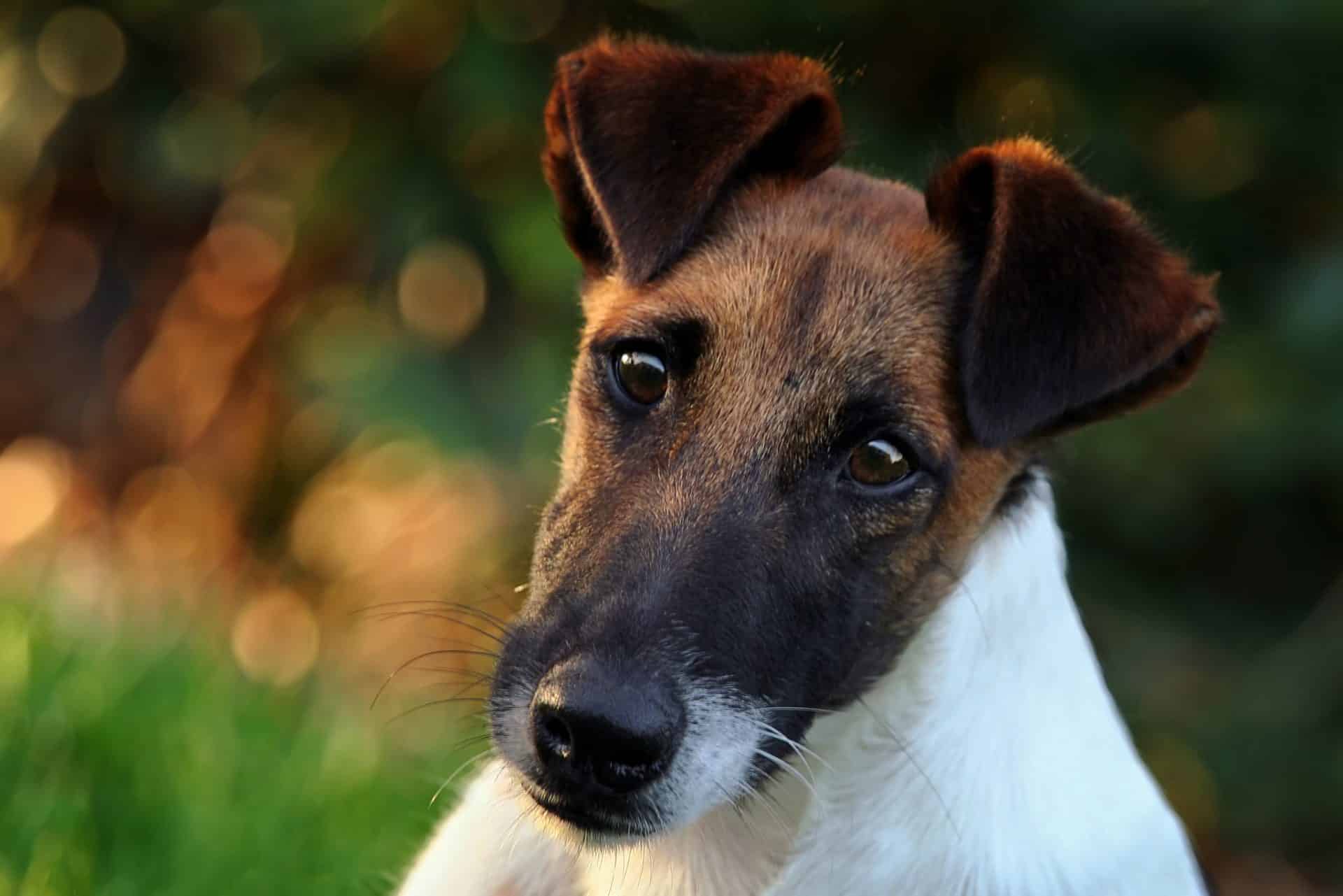 Gladharige Fox Terrier