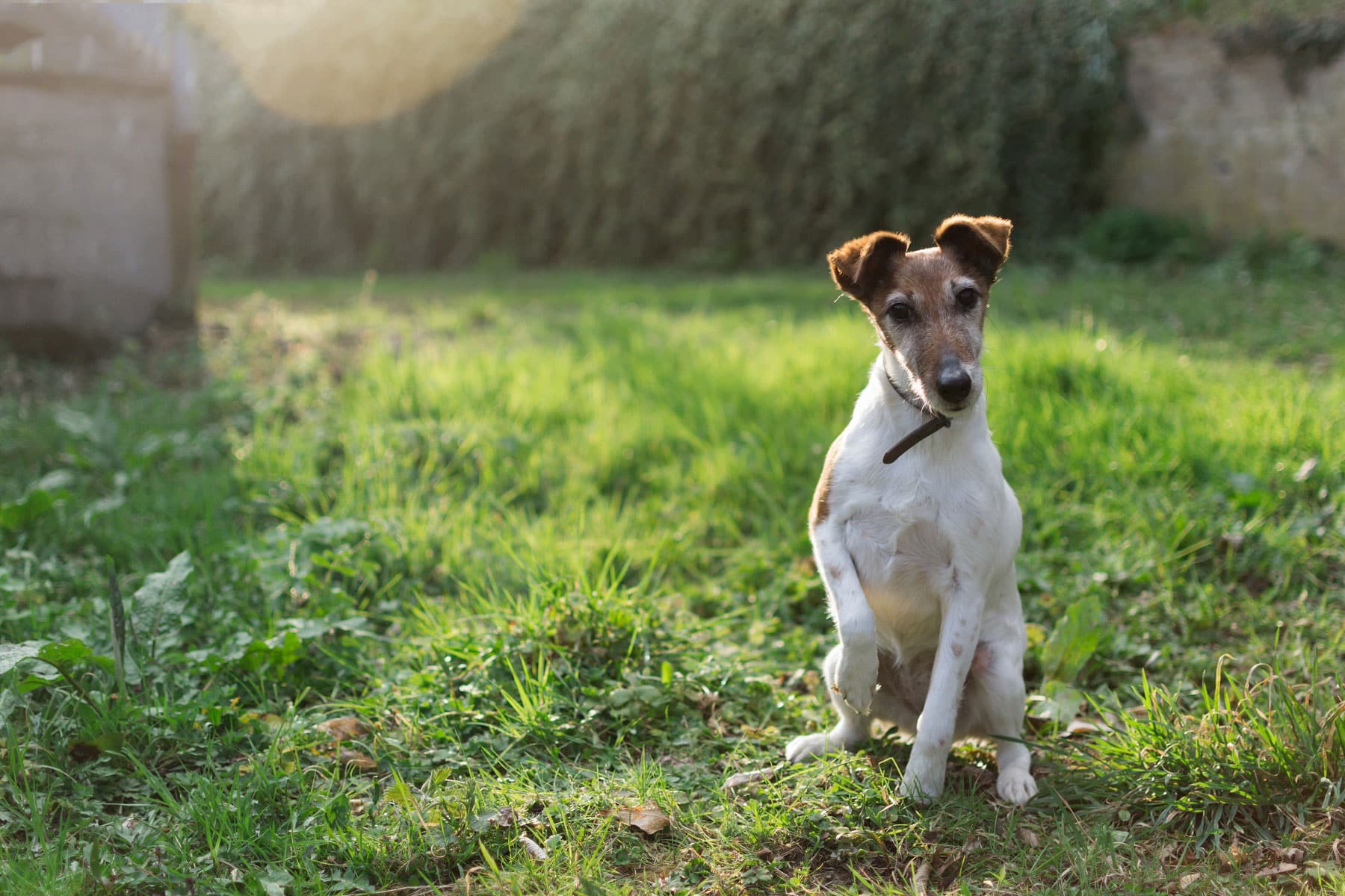 Gladharige Fox Terrier hondenras