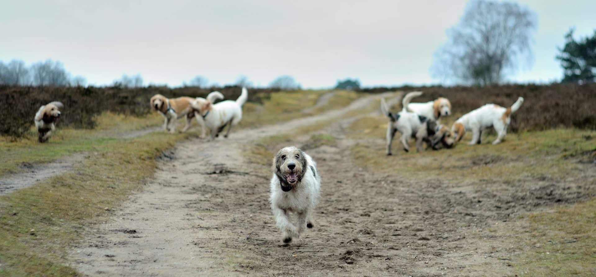 Grand Basset Griffon Vendeen hond