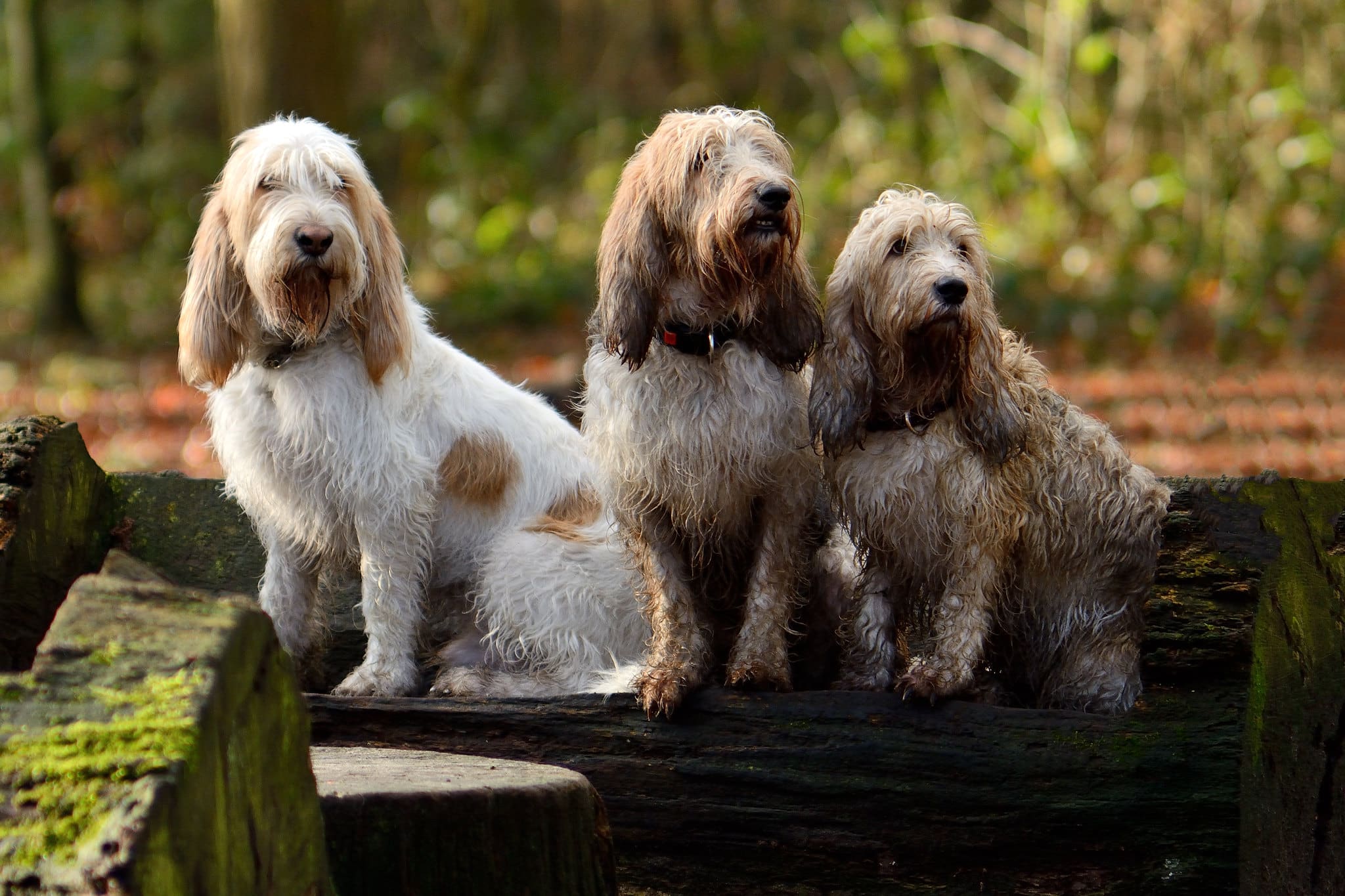 Grand Basset Griffon Vendeen