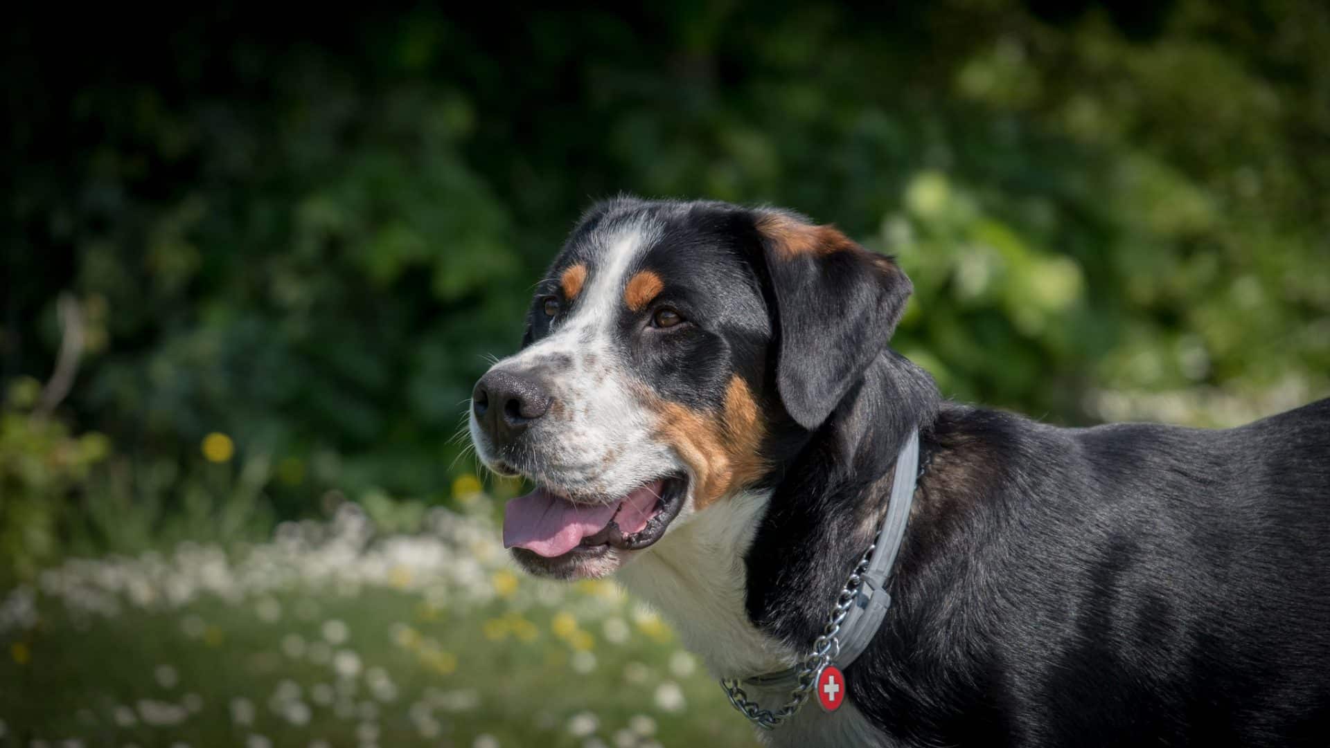 Grotere Zwitserse Sennenhond hondenras