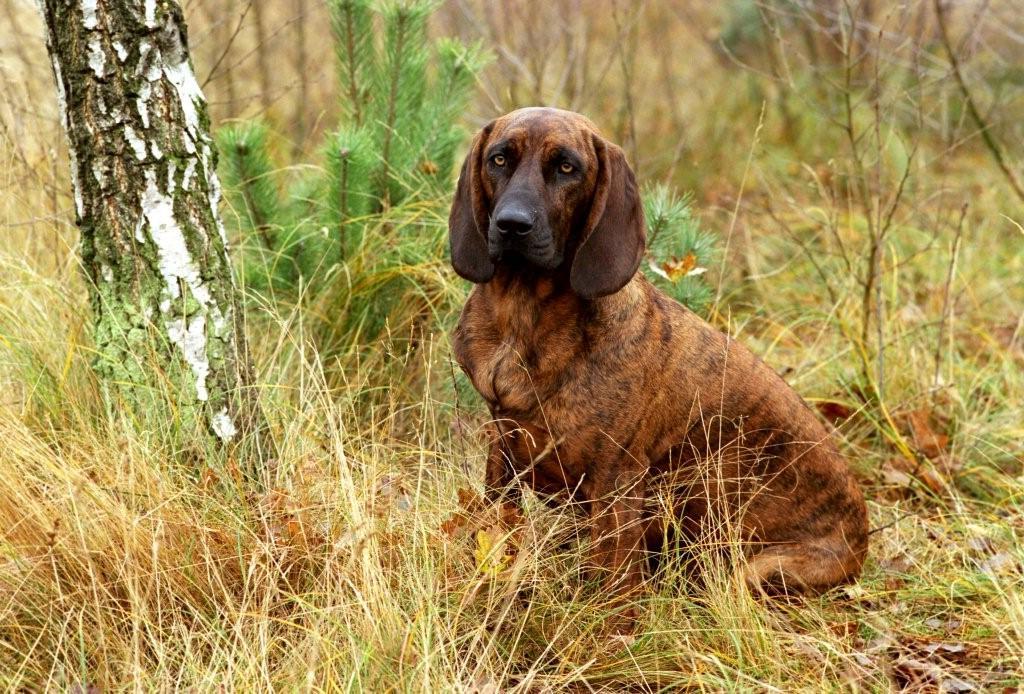 Hannover'scher Schweisshund
