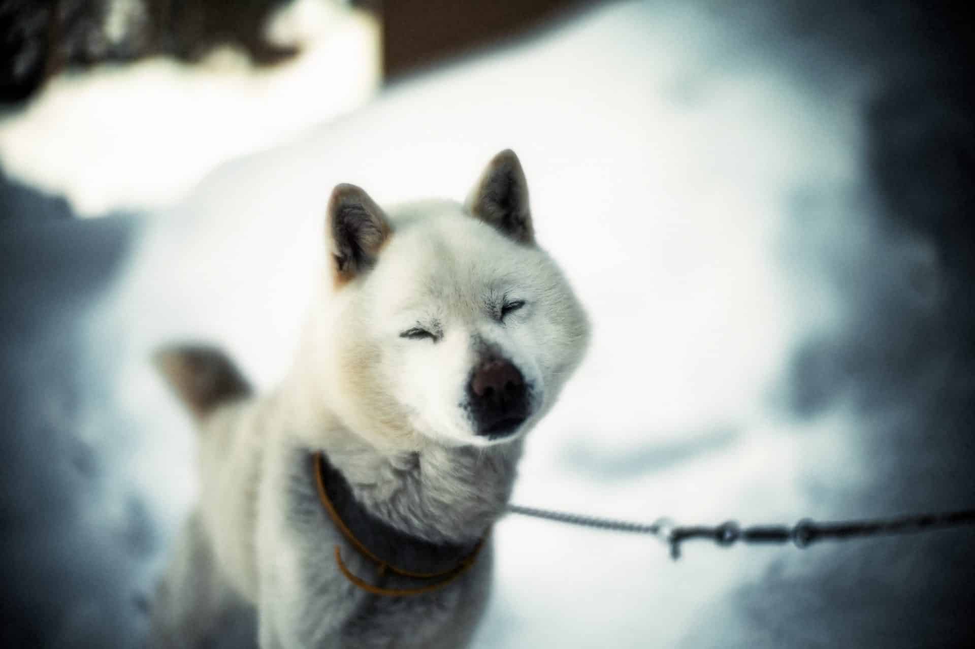 Hokkaido hondenras