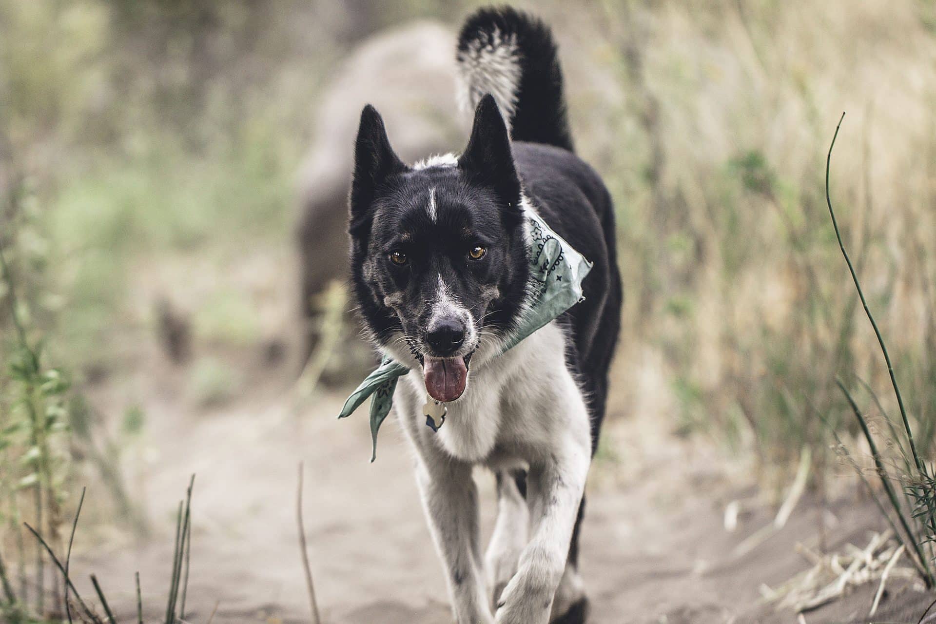 Karelische Berenhond hondenras