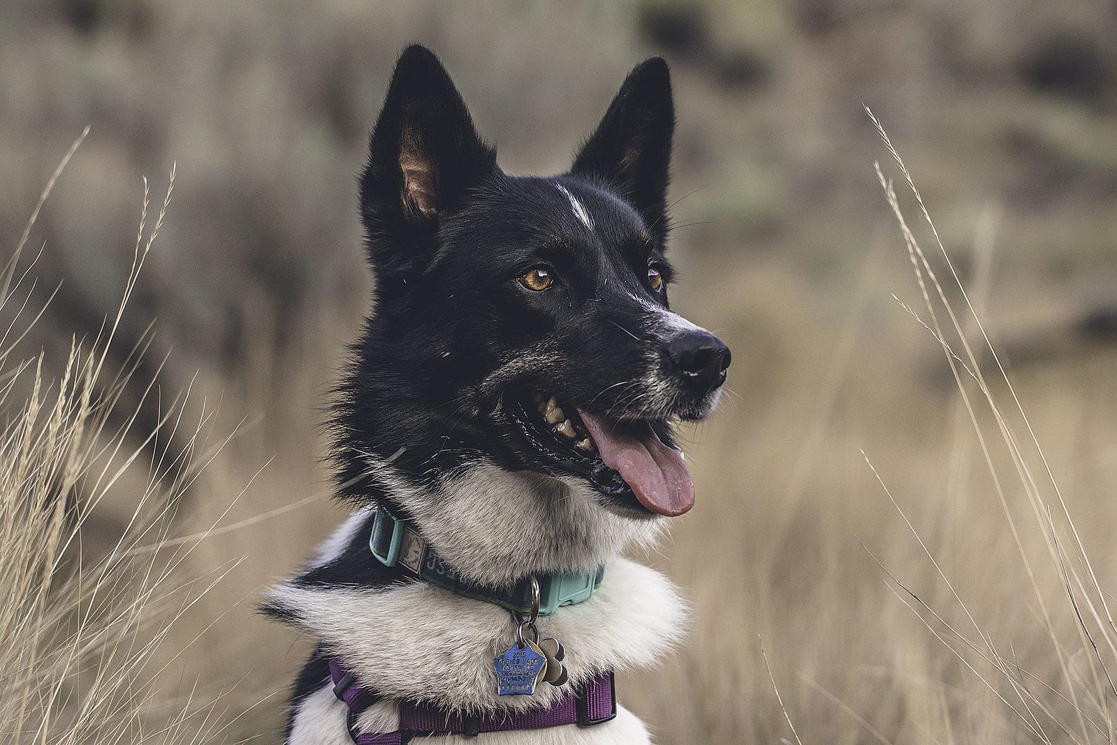 Karelische Berenhond