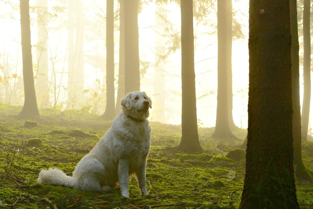 Kuvasz