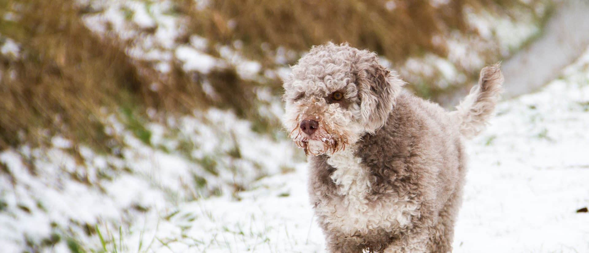 Lagotto Romagnolo hondenras